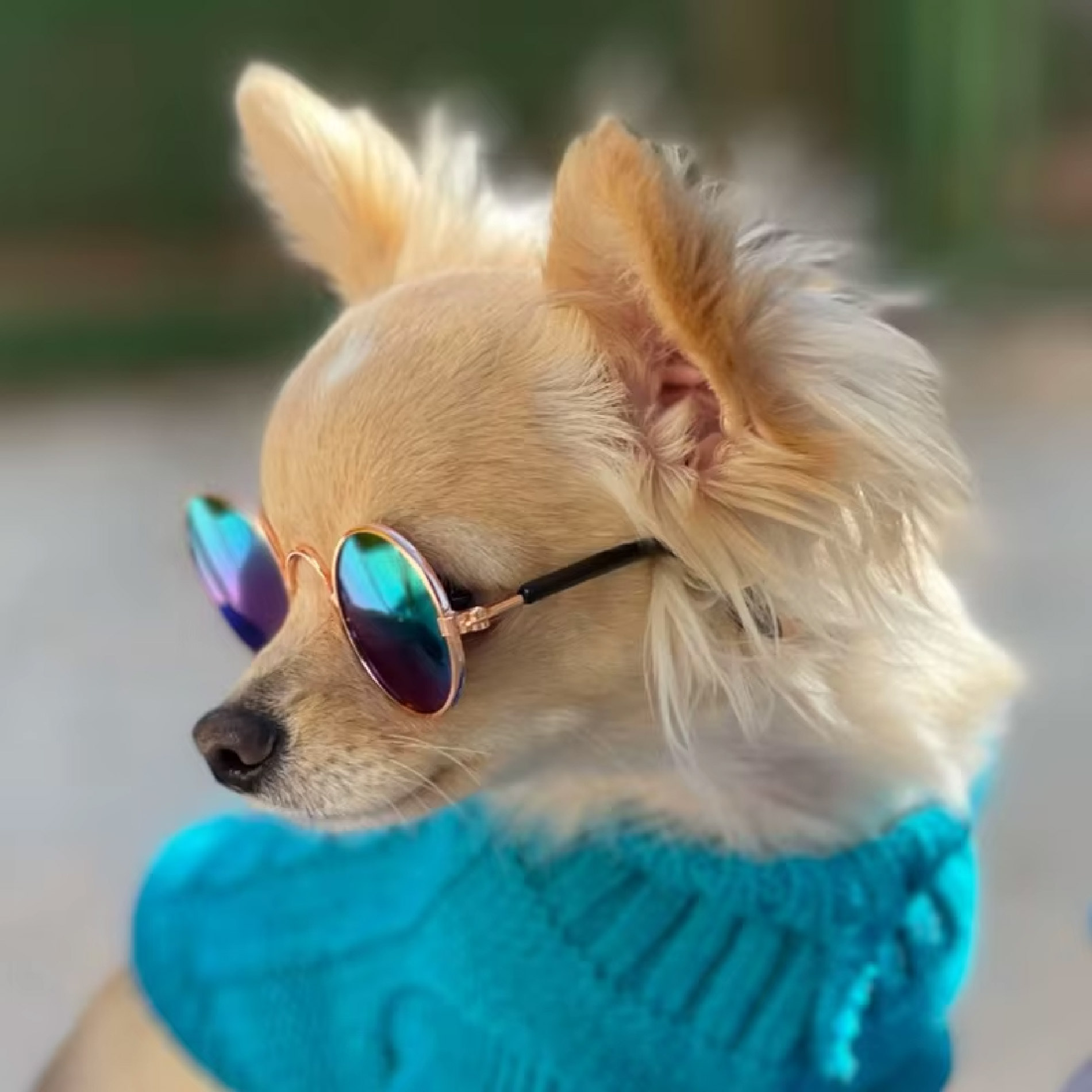 Miniatura 2 de Gafas De Sol Para Perros Mascotas